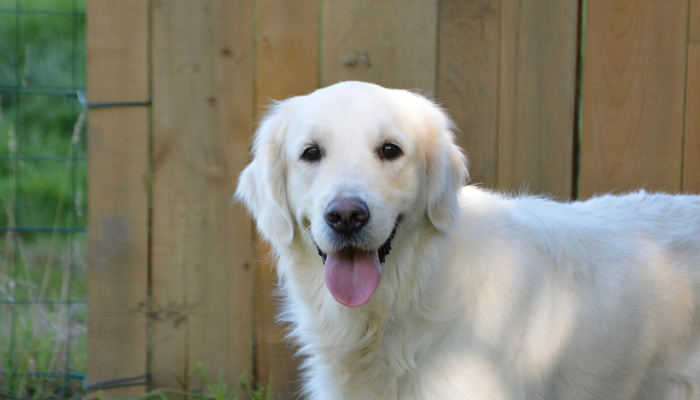 金门最新疫情通报