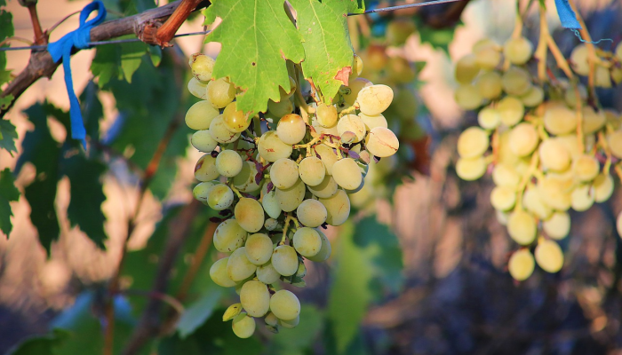 南安最新疫情公布