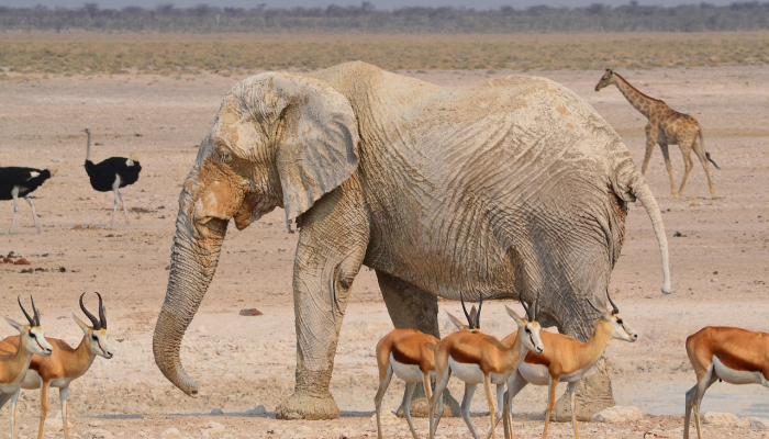 非洲世界疫情最新消息 非洲世界疫情最新消息