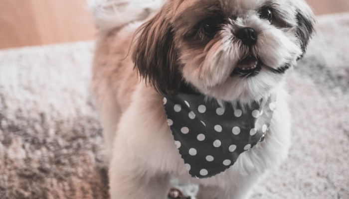 宠物服装道具：让每一次陪伴都充满仪式感